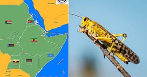 locust in africa